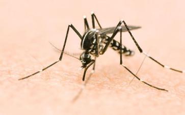 Un premier cas de chikungunya autochtone détecté en Bourgogne- Franche-Comté