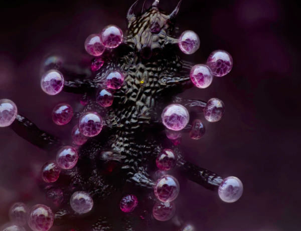 Découvrez les photos gagnantes du concours photo Nikon Small World 2024