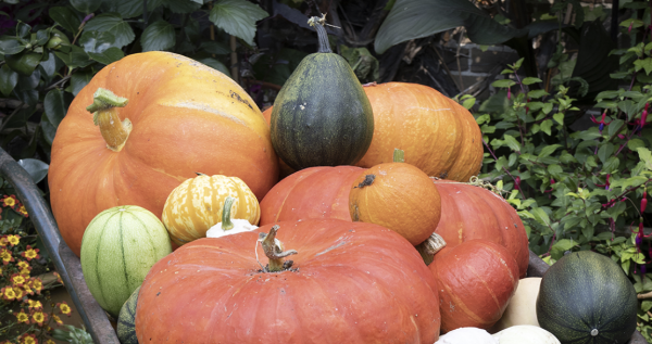 Contrairement aux apparences, il y a beaucoup à faire au jardin en octobre 
