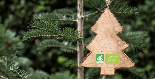 Quel sapin de Noël choisir pour respecter l'environnement ?