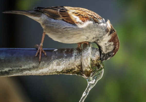  Épisode de chaleur : Ayez les bons gestes ! La Ligue de Protection des Oiseaux rappelle les consignes à respecter 