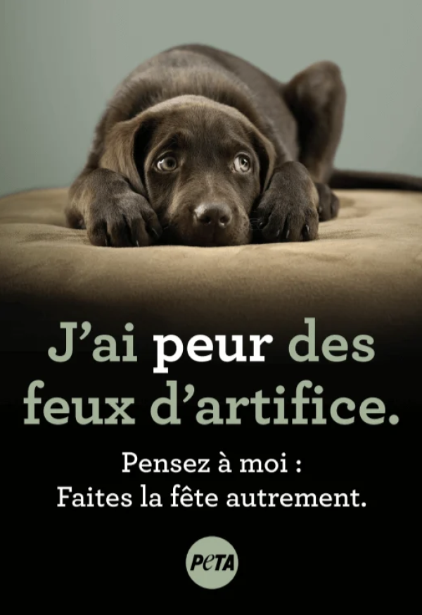 Les conseils de PETA pour un 14 juillet sans incident pour vos chiens et chats