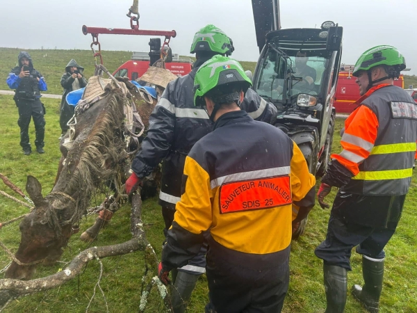 Poulain entravé et jeté vivant dans un trou dans le Haut-Doubs : une mort lente,  l’Association Stéphane LAMART porte l’affaire devant la justice