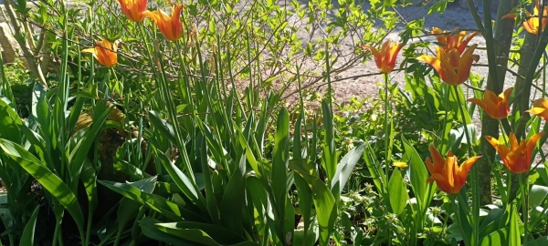 JARDINAGE - Tulipes... ne commettez-pas l'erreur fatale au printemps ! 