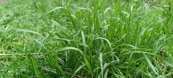 JARDINAGE - Laissez-donc votre pelouse sortir tranquillement de l'hiver ! 