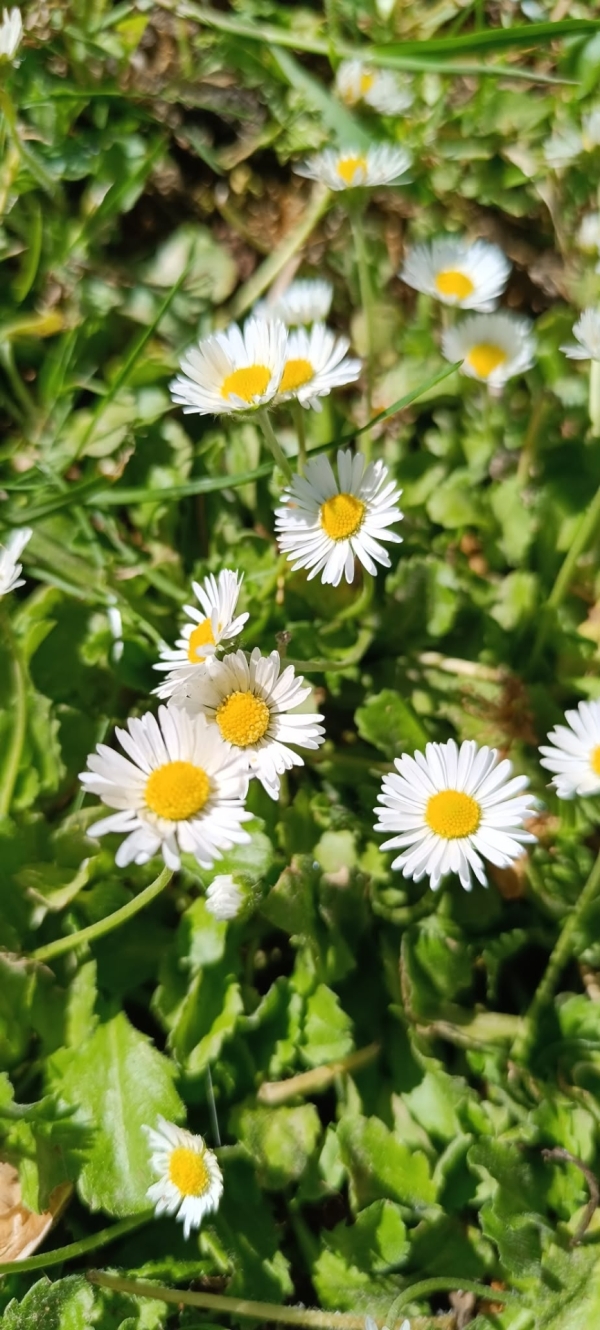 Nos pelouses regorgent d'un trésor... Pour les adeptes de l'Arnica.. on vous dit tout 